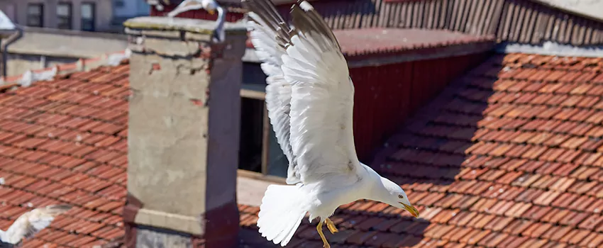 Residential Chimney Animal Removal Solution in Fayetteville, GA